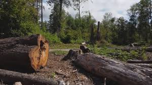 Best Stump Grinding and Removal  in Bret Harte, CA