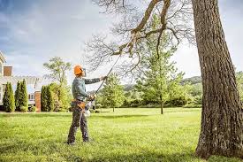 How Our Tree Care Process Works  in  Bret Harte, CA