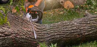 Best Storm Damage Tree Cleanup  in Bret Harte, CA