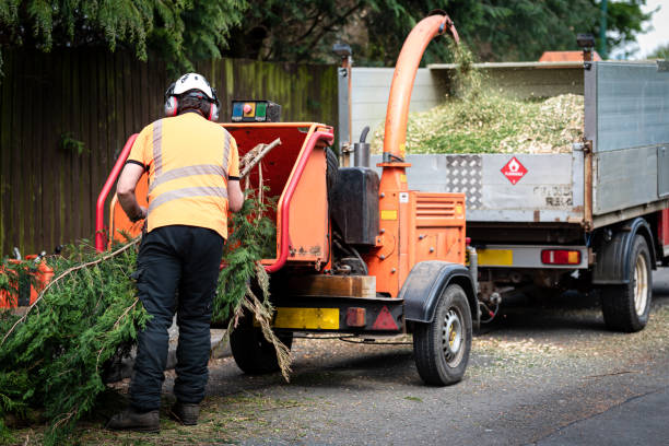  Bret Harte, CA Tree Services Pros