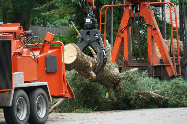 Best Fruit Tree Pruning  in Bret Harte, CA