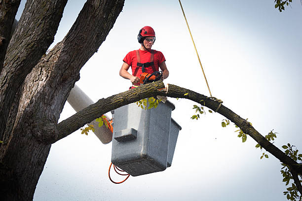 Best Leaf Removal  in Bret Harte, CA