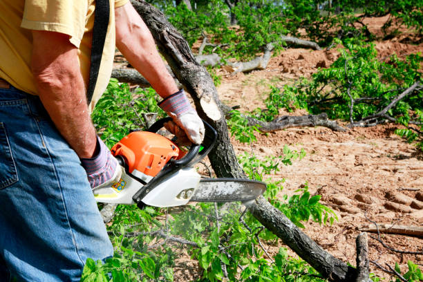 Best Lawn Renovation and Restoration  in Bret Harte, CA
